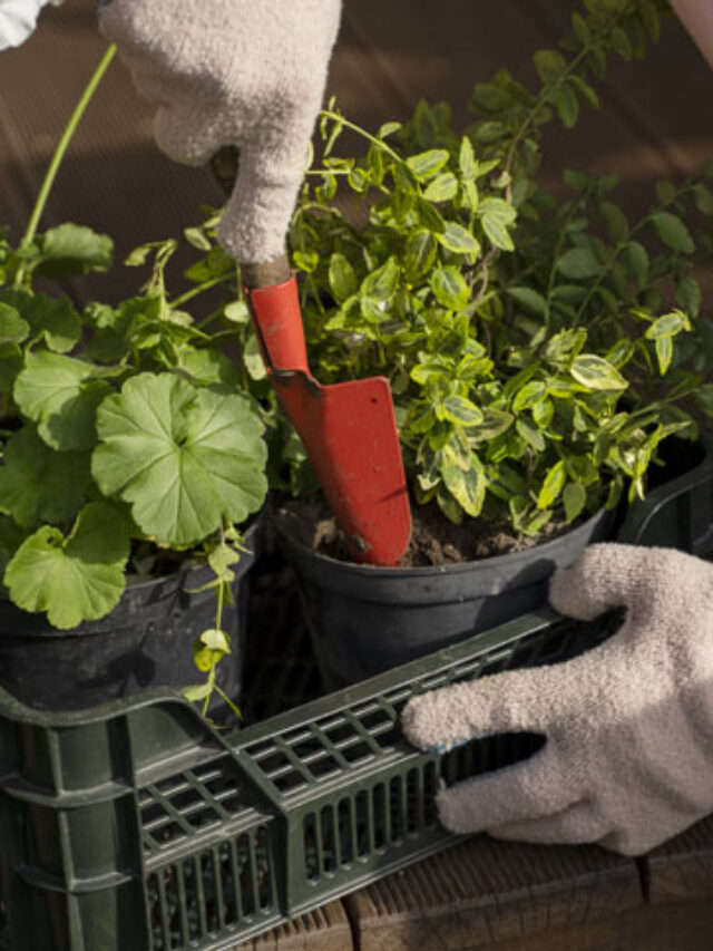 Horta caseira: 5 dicas para cultivar temperos frescos em casa